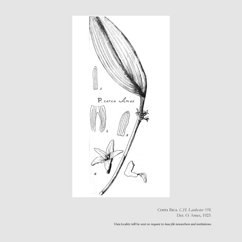 Myoxanthus octomeriae